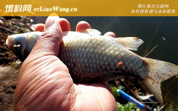 钓鲫鱼:线组搭配