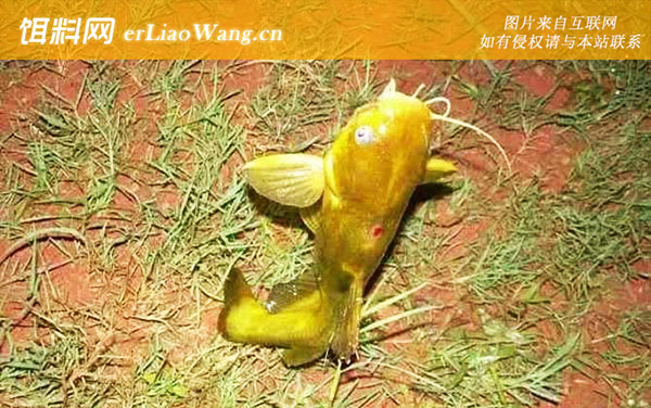 黄颡鱼:生长习性