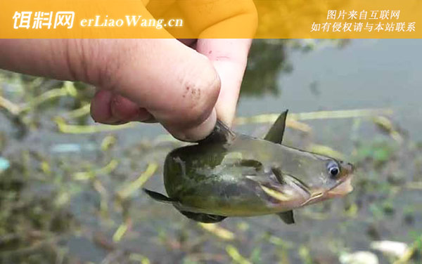 黄颡鱼:代表物种