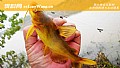 黄颡鱼可以在鱼缸养吗?