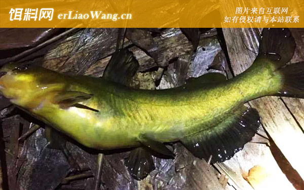 黄颡鱼:代表物种