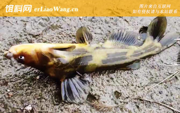 黄颡鱼:栖息环境