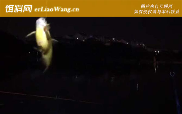 黄颡鱼:个体大小