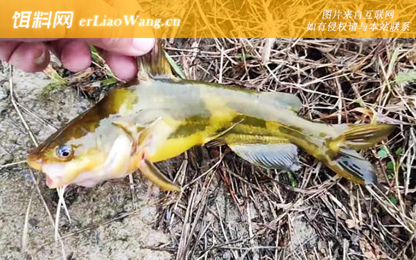 黄颡鱼:代表品种