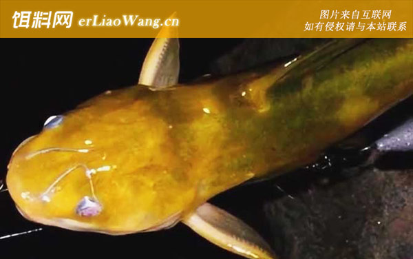 黄颡鱼裂头病传染吗-诱发病因
