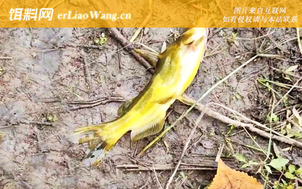 黄颡鱼:产卵数量