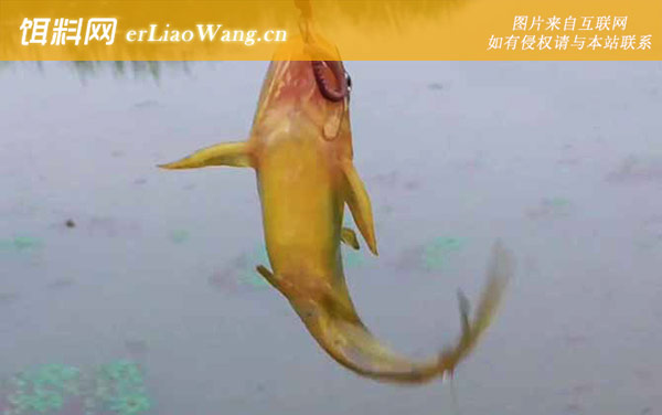 黄颡鱼:生活习性