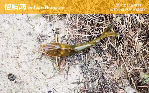 黄颡鱼:代表物种