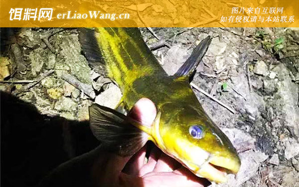 黄颡鱼:产卵数量