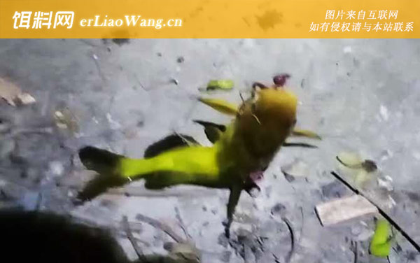 黄颡鱼:产卵过程