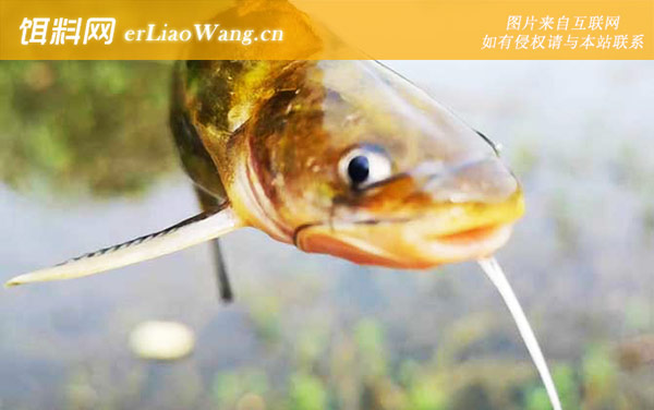 黄颡鱼:代表品种