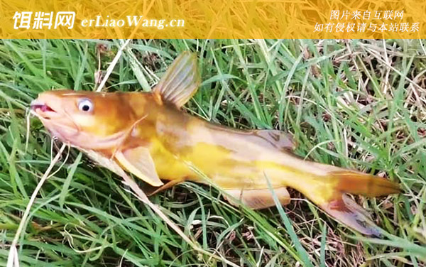 钓黄颡鱼:适钓鱼情