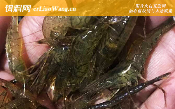 黄颡鱼爱吃什么鱼饵-河虾