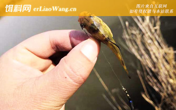 钓黄颡鱼:打窝时间