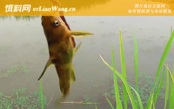 钓黄辣丁:窝料选用