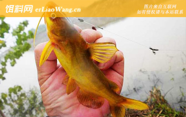 钓黄辣丁:钓法技巧