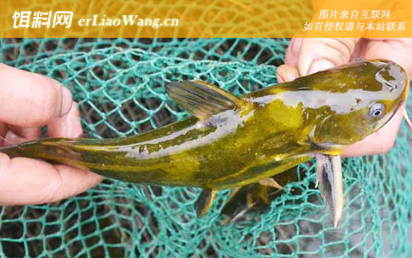 钓黄辣丁:尾挂法