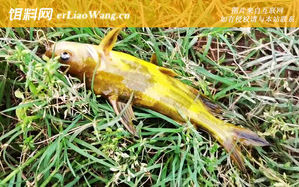 钓黄颡鱼:钓具搭配