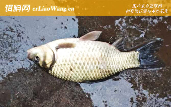 钓鲫鱼:饵料配方