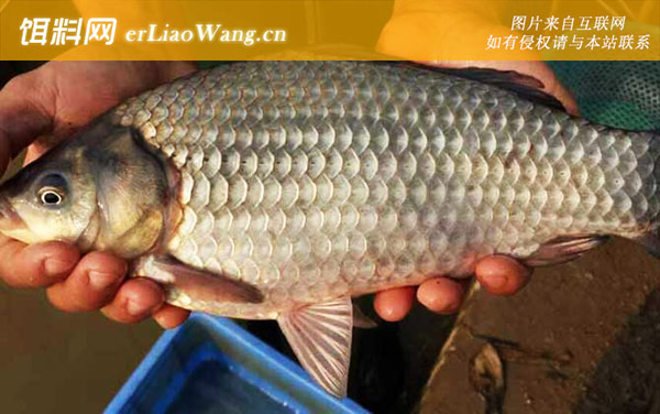 钓鲫鱼:调漂技巧