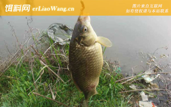 钓鲫鱼:自制饵料