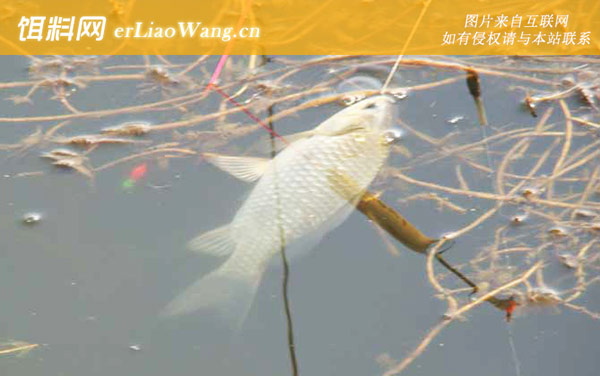 钓鲫鱼:商品窝料