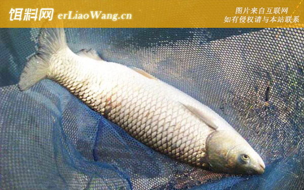 鲴鱼:草鱼