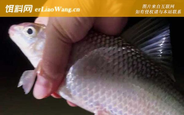 鲮鱼:鱼种论述