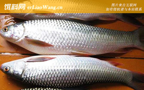 鲮鱼:食用价值