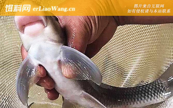 暗色唇鱼:分布范围