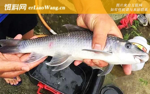 暗色唇鱼:生活习性