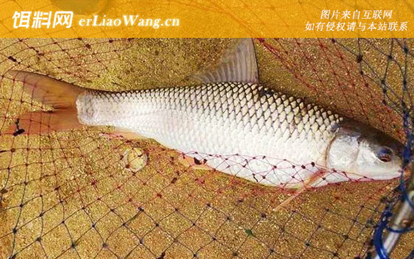 鲮鱼:鱼种定义
