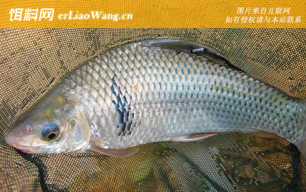 鲮鱼多少度开口吃饵-栖息环境