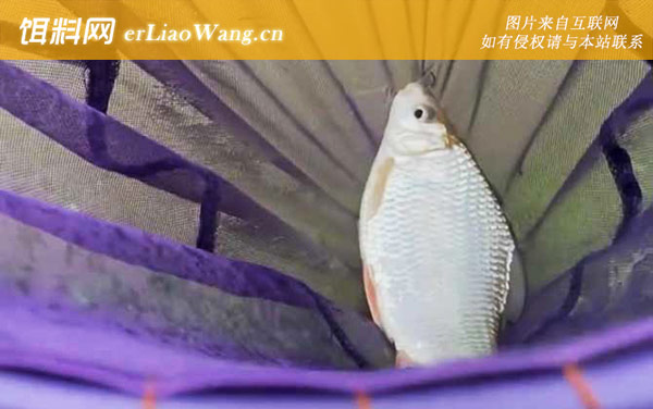 土鲮鱼:生活习性