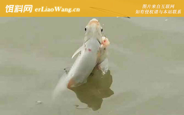 土鲮鱼:生活习性