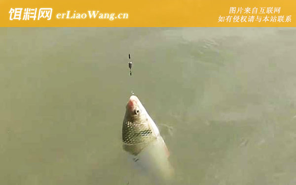 土鲮鱼:产地分布