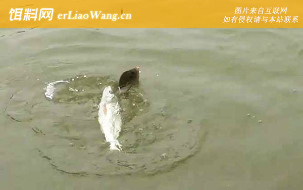 土鲮鱼:摄食习性