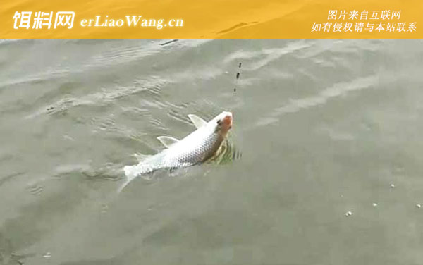 土鲮鱼:摄食习性