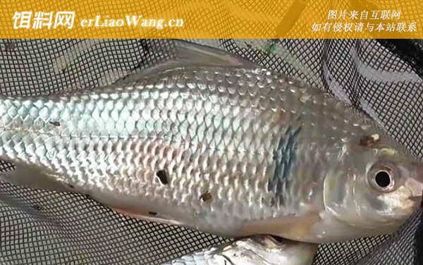 麦鲮鱼:体型不同