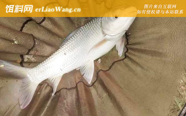 麦鲮鱼:肉质不同