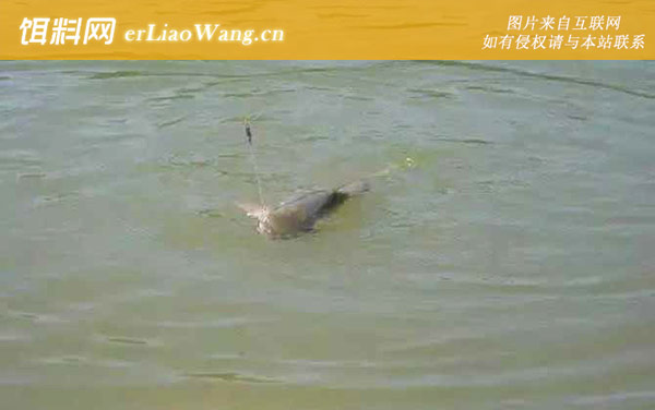 泰鲮鱼:产地分布