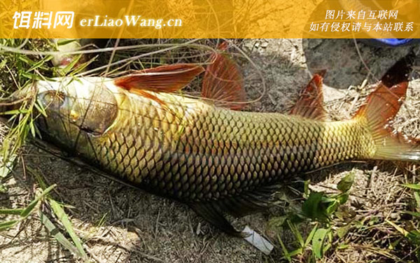 泰鲮鱼:食用价值