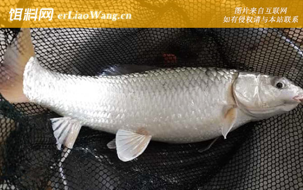 红眼鱼:产地分布