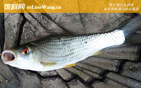 红眼鱼:生活习性