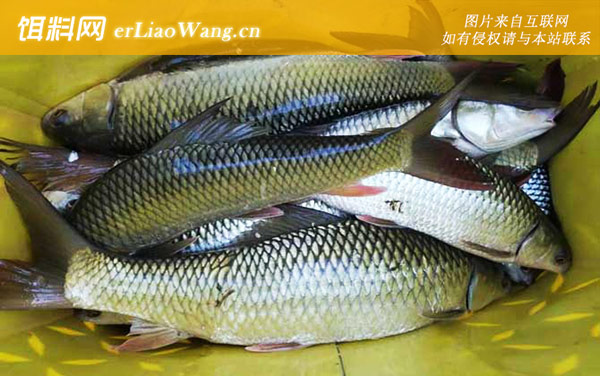 钓鲮鱼:窝料选用