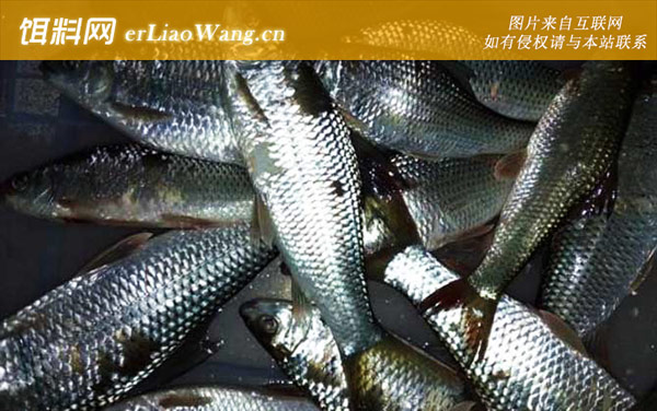 钓鲮鱼:调漂技巧