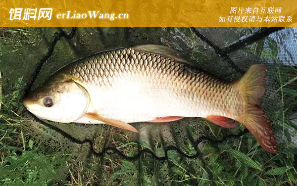 钓鲮鱼:调漂过程