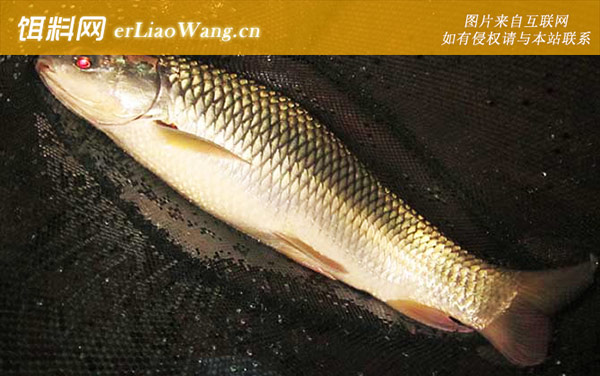 鲮鱼:最佳时间
