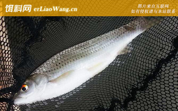 钓鲮鱼:天气论述