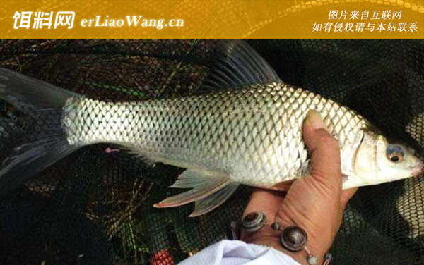 野钓鲮鱼:自制配方